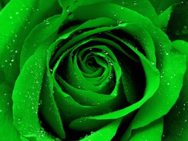 green roses