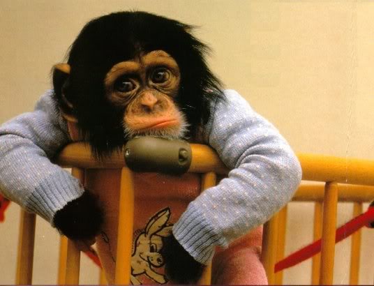funny baby monkey