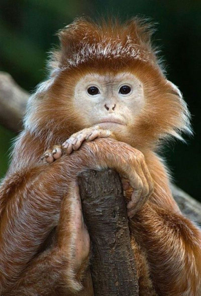 images-of-funny-monkeys.jpg