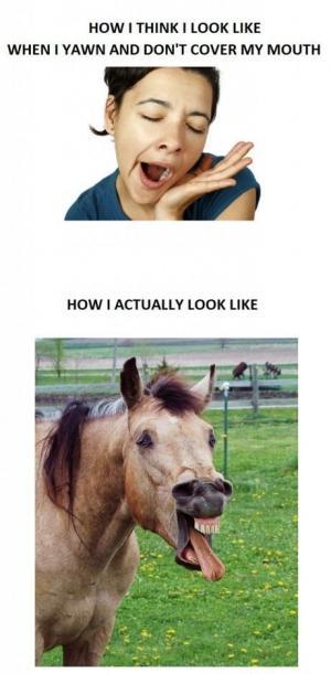 funny horse faces
