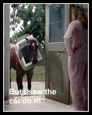 funny horse images