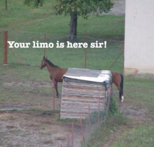 funny horse sayings