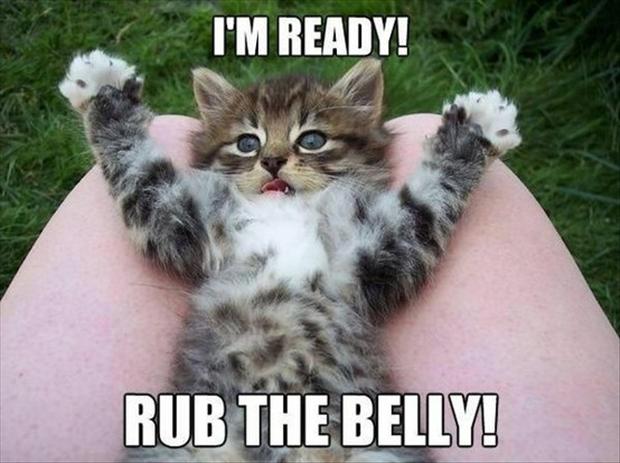 funny kitten pictures