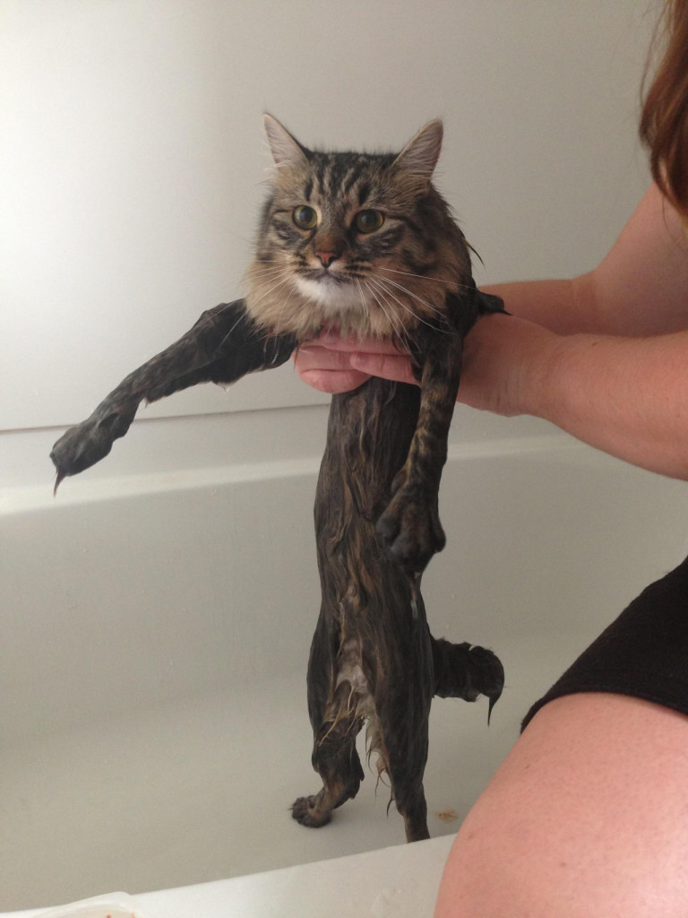 funny wet cats