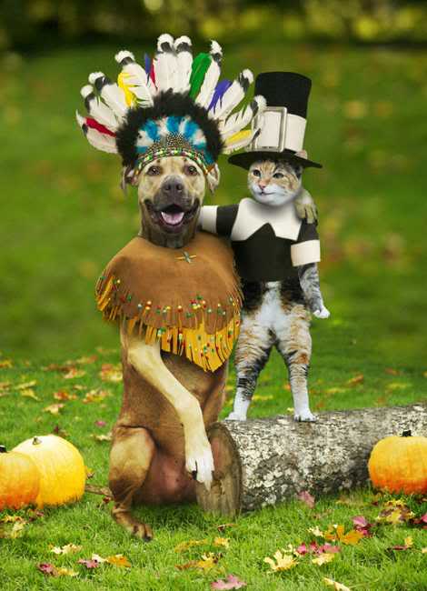 funny thanksgiving animals
