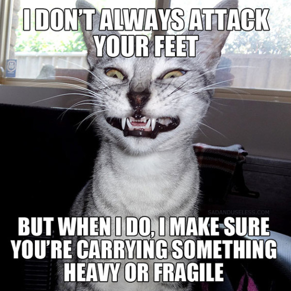 comedy cat pictures with captions