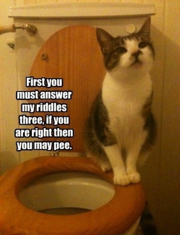 funny cat photos with captions