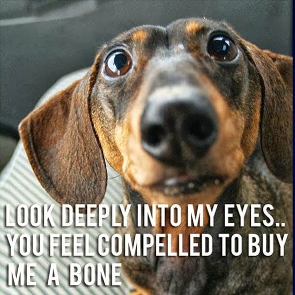 funny dogs with captions
