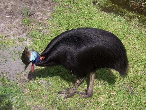 cassowary