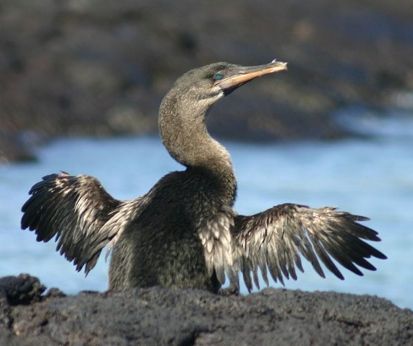 flightless-cormorant