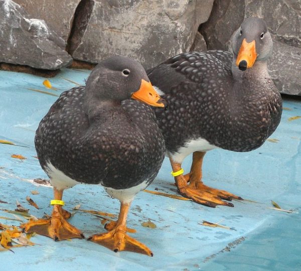 fuegian-steamer-duck