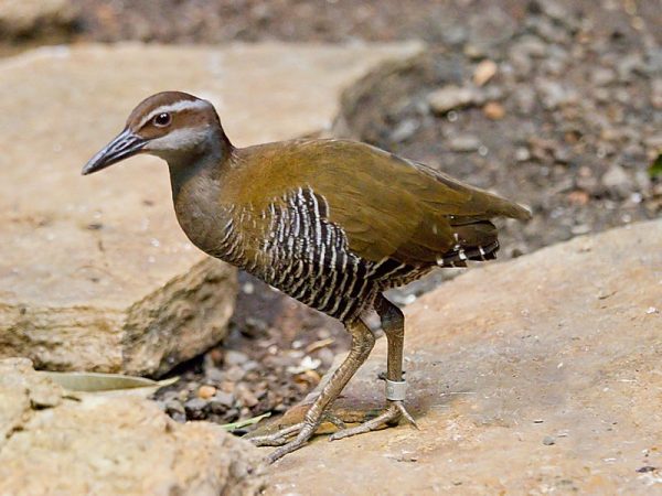 guam-rail