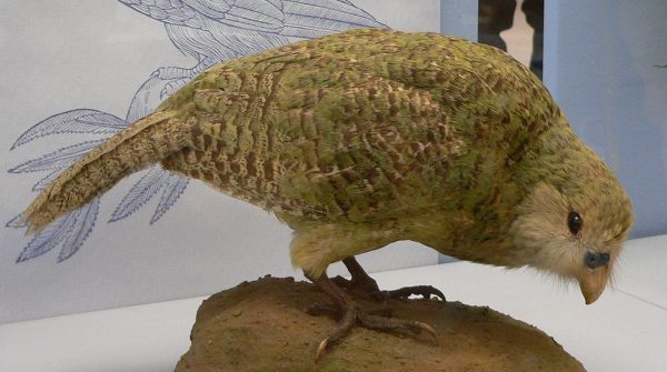 kakapo