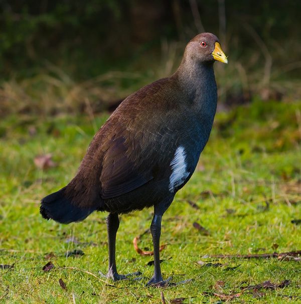 tasmanian-native-hen