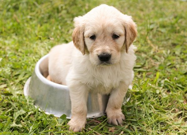 cutest golden retriever puppy of all time