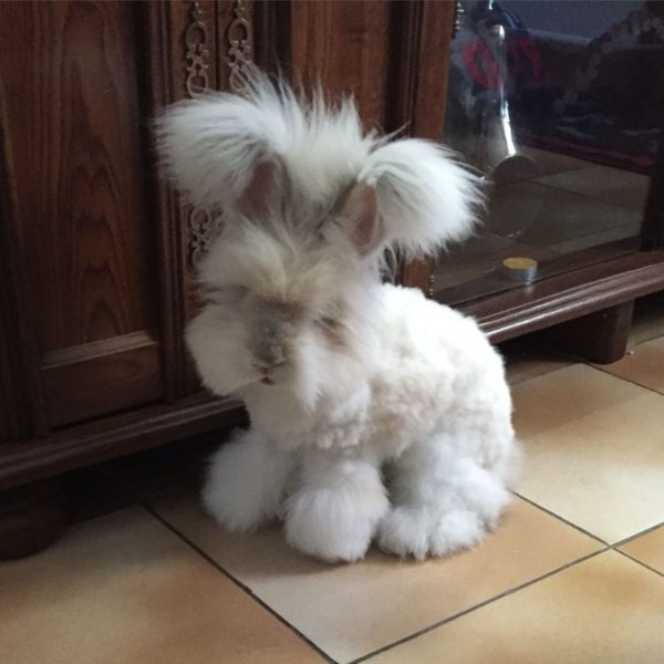 Angora Rabbit