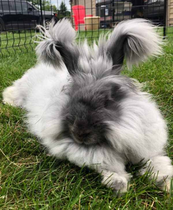 Angora Rabbit