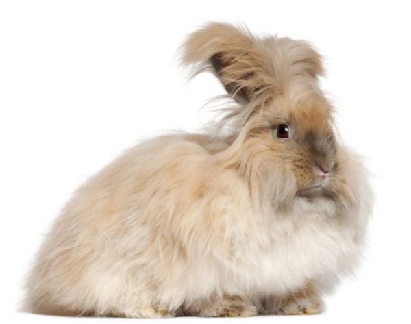 Angora Rabbit