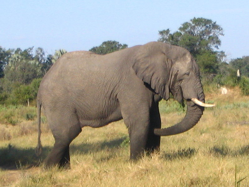Top 10 Heaviest Land Animals On The Earth