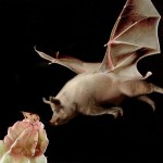 40 Extremely Weird Animal Photo Manipulations