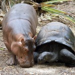 33 Oddest Animal Couples