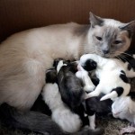 Meet the Unusual Animal Mommies