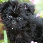 Top 20 Most Famous Dog Breeds