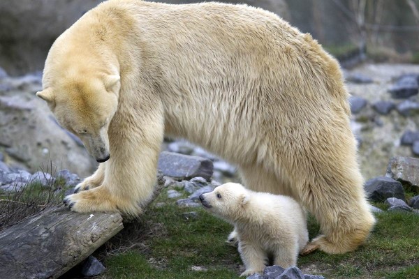 polar bear cub
