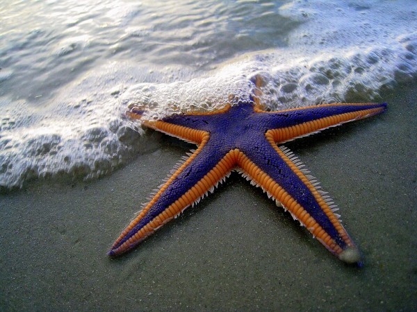 Purple Starfish wonderful piece of nature posted by nadeem