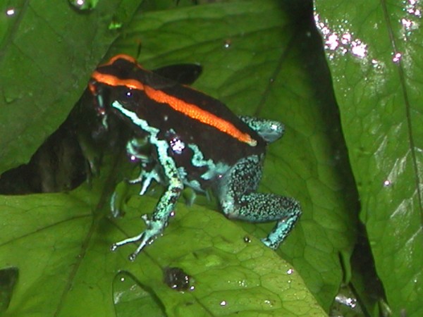 Wonderful Giolen green poison frog