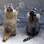 Mouse Prayer
