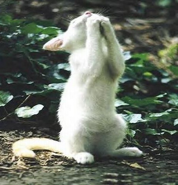 Cat Praying