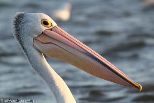 Interesting Facts About Pelicans