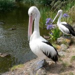 10 Interesting Facts About Pelicans