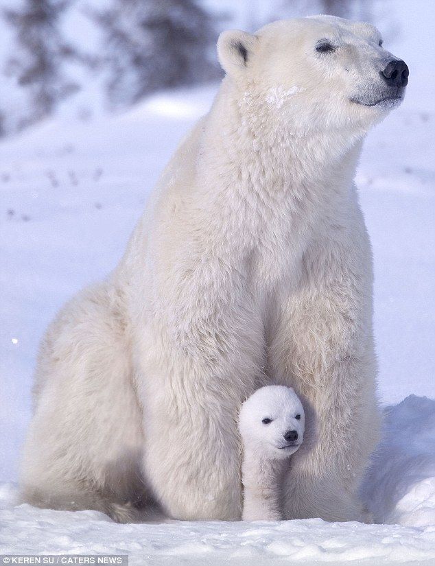 Winter Fun with Polar Bear