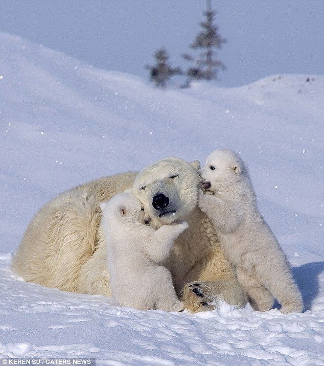 The Happiest Polar Bear Family