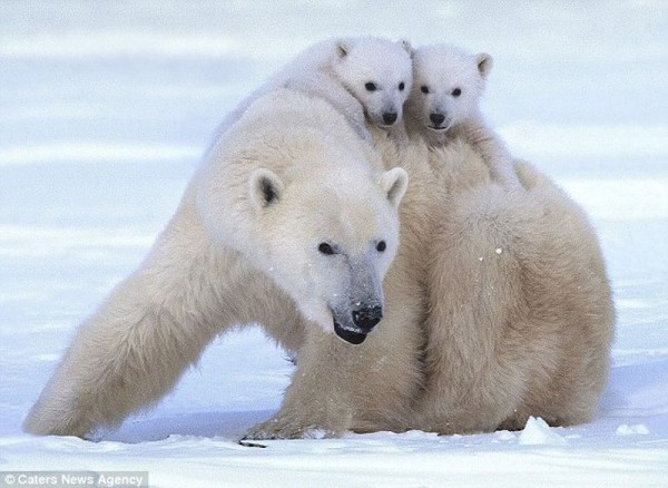 The Happiest Polar Bear and Their Cubs