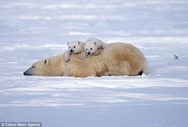 Polar Bear Family Resting Photos