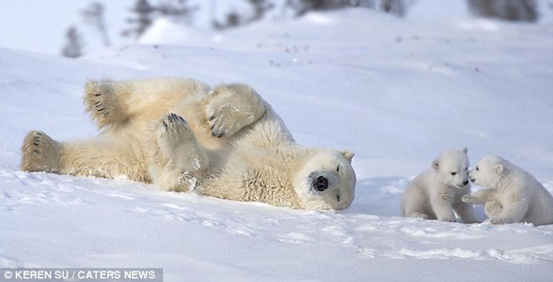 Winter Fun White Polar Bear and Their Mother