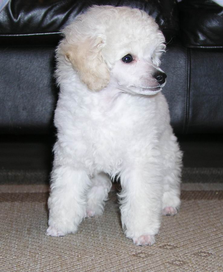 The 30 Super Cute Poodle Puppies - The Wondrous