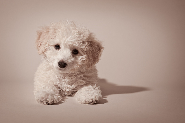 The 30 Super Cute Poodle Puppies - The Wondrous