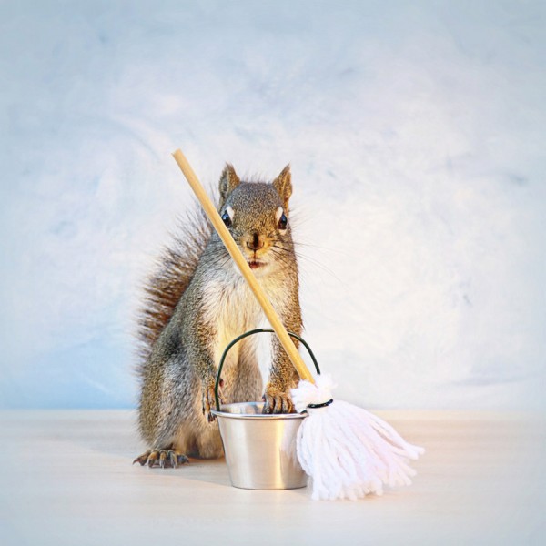 Adventures of a Squirrel to Get Food