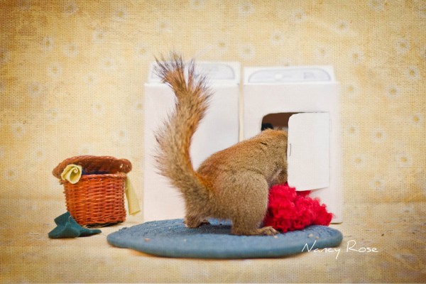 Amazingly Adorable Adventures of a Squirrel to Get Food