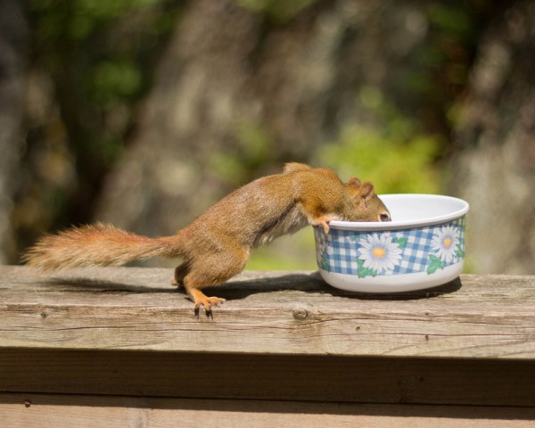 Marvelous Squirrels Photography by Nancy Rose