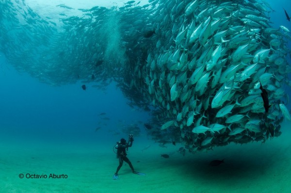 A Showcase of Underwater Photographs by Octavio Aburto