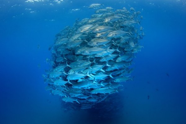 Photos Capture Underwater by Octavio Aburto