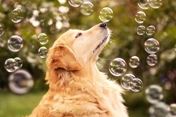Camp Dog in Bubble Blower