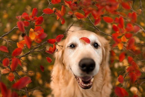Camp Dog in Flowers