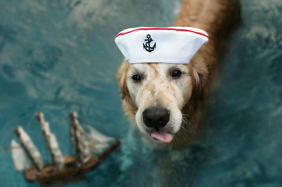Camp Dog with Cap on his head