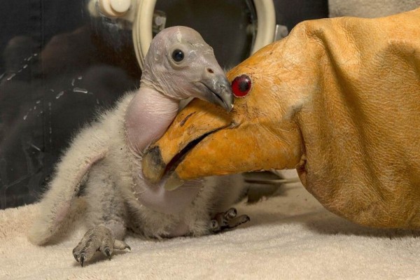 Condor chick pressed the doll to the San Diego Zoo